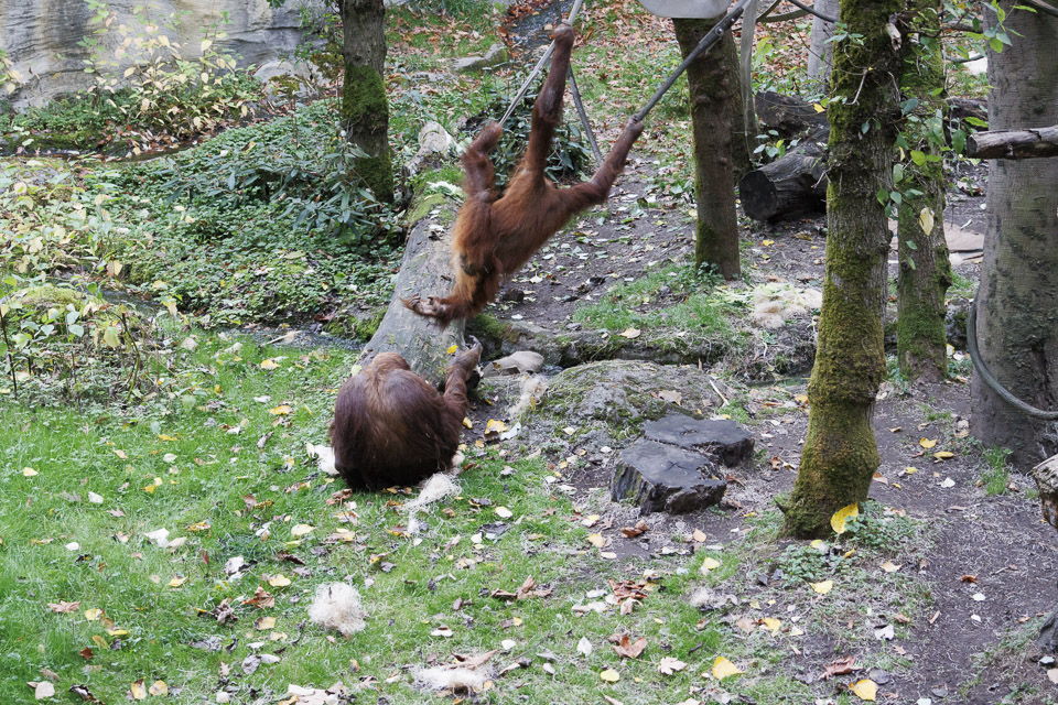 Woodland Park Zoo — photo 79